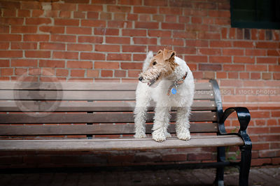 tan and white wirehaired terrier on park bench by brick wall