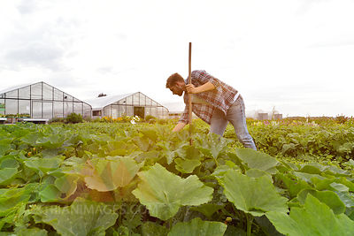 Farmer working in vegetable field
