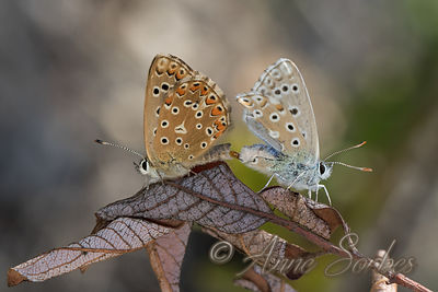 Lysandra bellargus