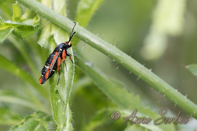 Pyropteron chrysidiformis