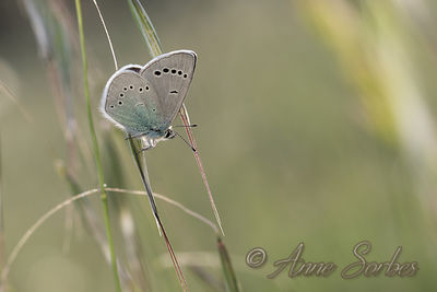 Glaucopsyche alexis