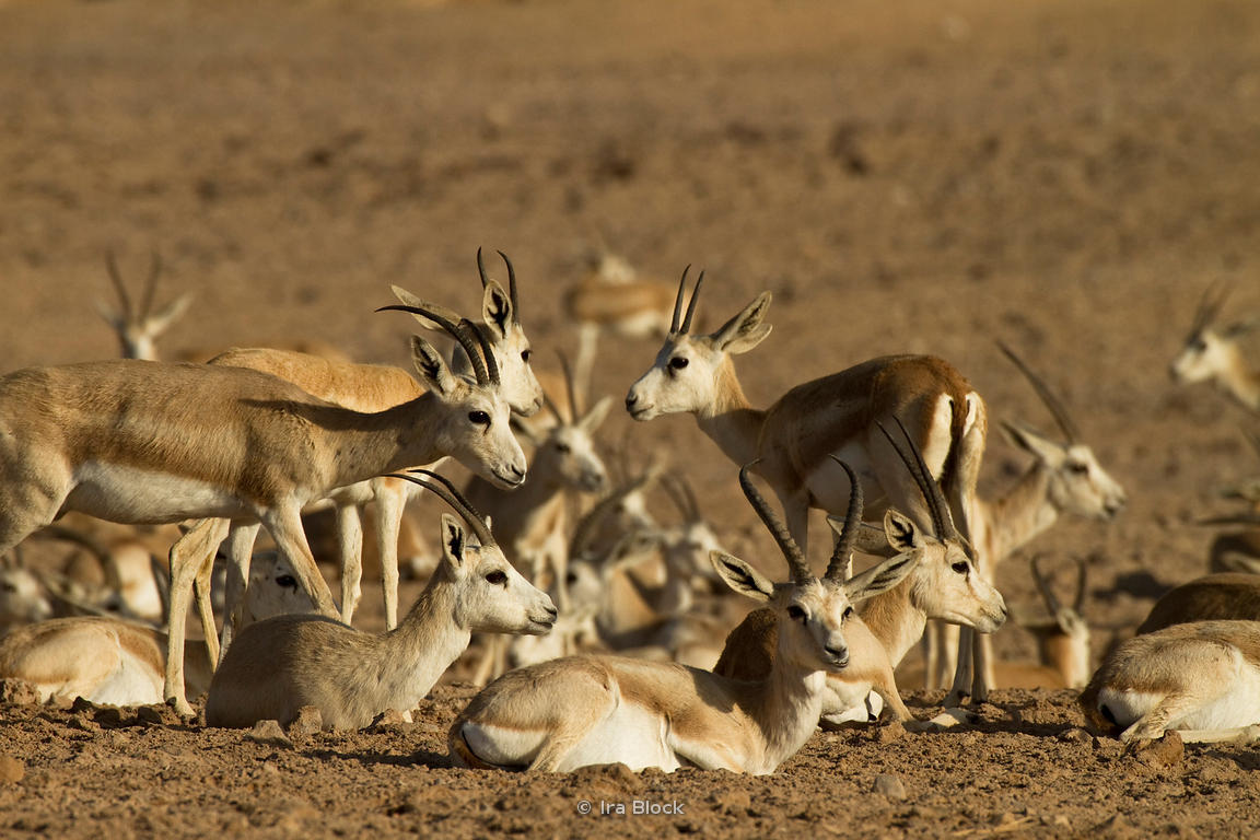 Ira Block Photography A group of sand gazelles found in the desert