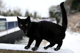 A cat  in the snow at Grand Canal, Hazelhatch, Celbridge, Co. Kildare,.06.01.10.Pic. Maura Hickey/086 8541130..