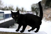 A cat  in the snow at Grand Canal, Hazelhatch, Celbridge, Co. Kildare,.06.01.10.Pic. Maura Hickey/086 8541130..