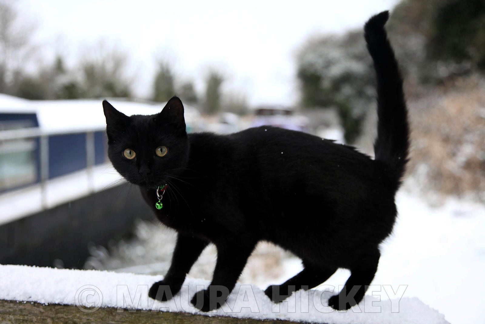 A cat  in the snow at Grand Canal, Hazelhatch, Celbridge, Co. Kildare,.06.01.10.Pic. Maura Hickey/086 8541130..