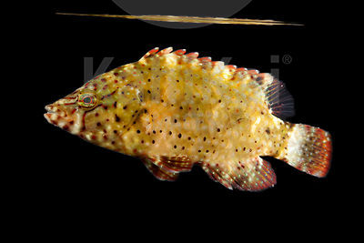 Cheilinus trilobatus