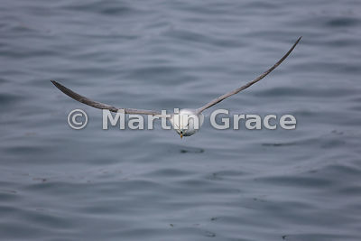 Northern Fulmar (Fulmarus glacialis) in flight, Husavik harbour, north Iceland