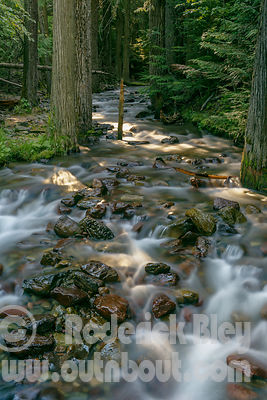 Morning Light on Jackson Creek