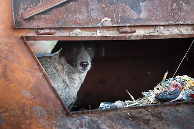 A dog in a trash dumpster, Jodhpur, Rajasthan, India