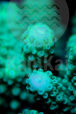 Acropora
