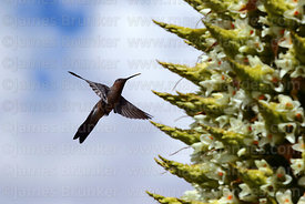 Giant hummingbird and Puya raimondii plant