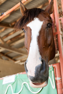 SACRAMENTO, CA, 20 JULY 2013: Cavalcade of Horses on the second Saturday of the California State Fair