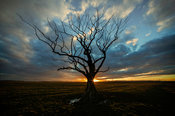 Northumberland Tree