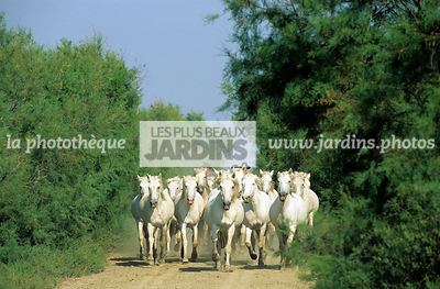 Chevaux camarguais. Manade Listel. Salins du Midi. Gard. France