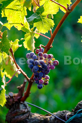 FRANCE, INDRE ET LOIRE, VIGNOBLE // France, Indre Et Loire, Vineyard