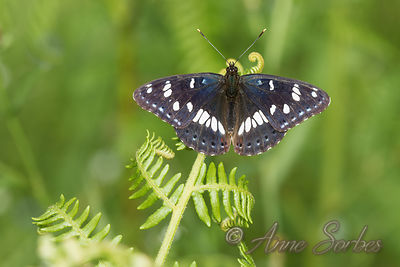 Limenitis reducta