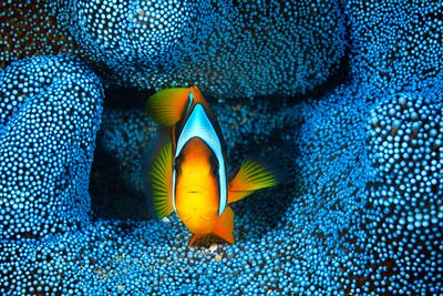 Poisson clown jaune dans une anémone de mer bleue