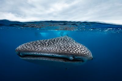 Requin baleine en mi air mi eau