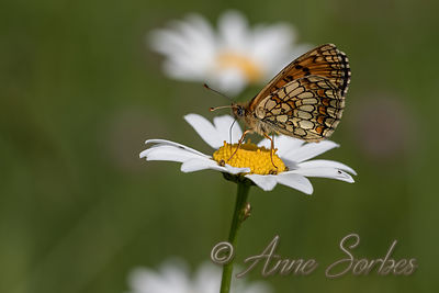 Melitaea athalia