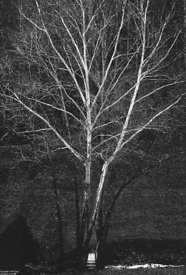 Scyamore Tree
