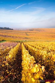 Vineyards, Verzenay, Champagne Ardenne, France
