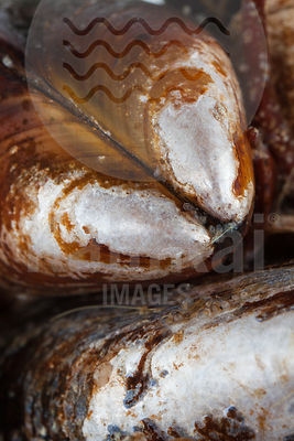 Mytilus edulis - Common mussel