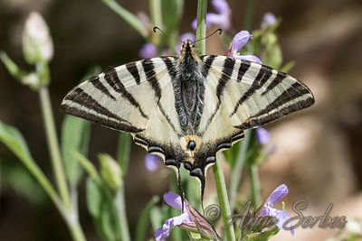 Iphiclides podalirius