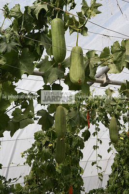 Luffa aegyptiaca. Éponge végétale. Cucurbitaceae. Grimpante tropicale. Le potager extraordinaire (85)