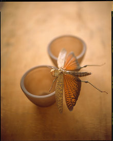 AECgrasshopper_bug