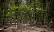 Spring greenery