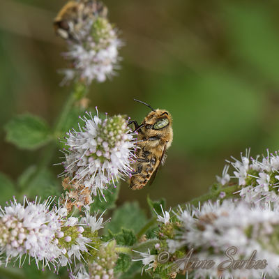 Megachile sp.