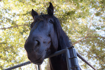 Lazarus, Percheron, horse--a gentle giant
