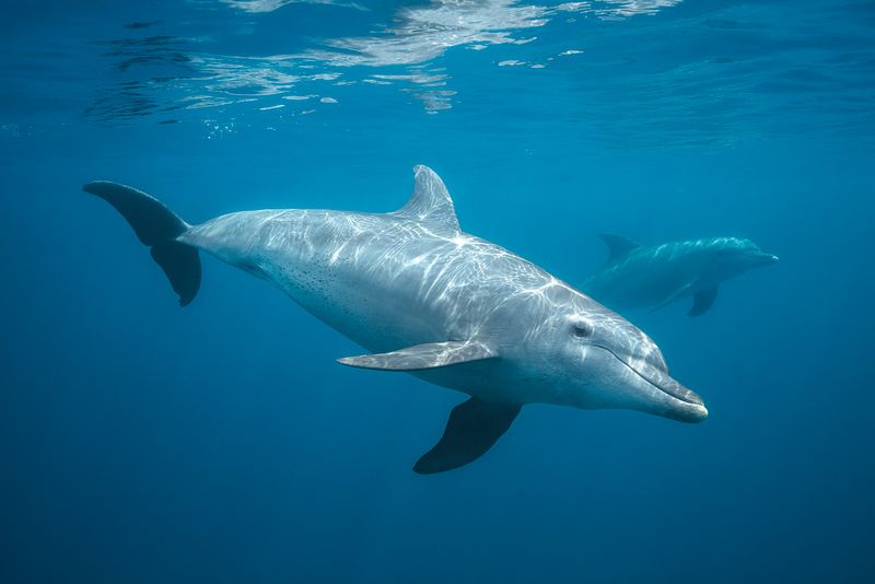 A curious dolphin