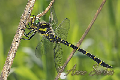 Cordulegaster bidentata