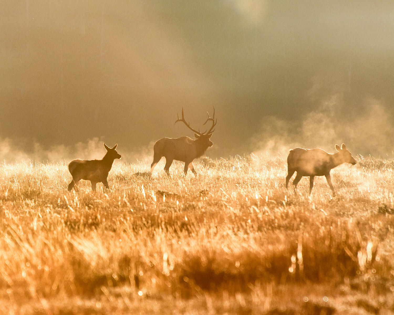 Mating Elk