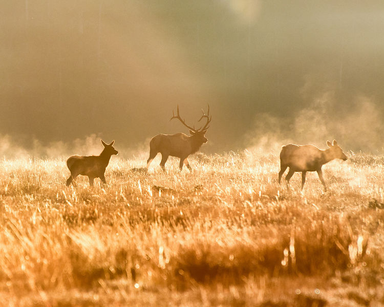 Mating Elk