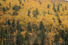 Birch forest in fall colors