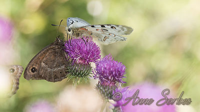 Parnassius apollo - Satyrus ferula