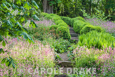 The shady dell garden is a matrix of planting including ferns, pink Silene dioica and orange euphorbia.