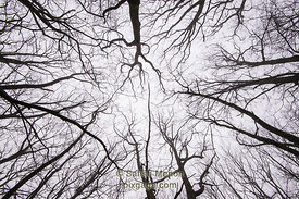 Looking up a foggy forest without leaves, Blue Ridge Parkway, North Carolina, USA