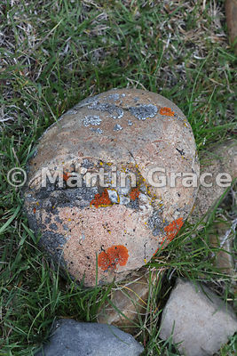 Lichen and crystal boulder, Estancia Laguna Amarga, Torres del Paine, Patagonia, Region XII Magallanes y Antartica chilena, Chile