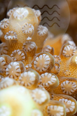Acropora