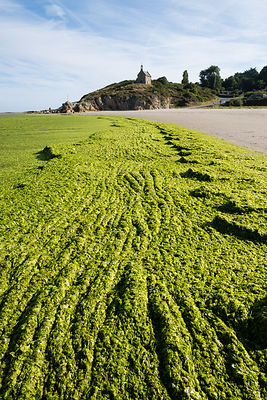 Marée d'algues vertes plage de St-Maurice en arrière plan la chapelle, anse de Morieux, réserve naturelle de la baie de St-Brieuc.