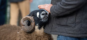 Showing Dalesbred rams at the Bentham tup sales. UK.