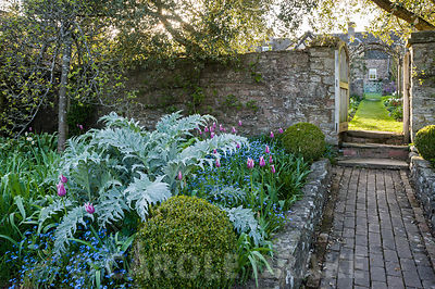 View from kitchen garden into the cutting garden past bed with mounds of silvery cardoon foliage, clipped box, self seeded forget-me-nots and pink Tulipa 'Ballade'. Brilley Court Farm, Whitney-on-Wye, Herefordshire, UK