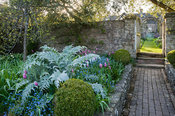 View from kitchen garden into the cutting garden past bed with mounds of silvery cardoon foliage, clipped box, self seeded forget-me-nots and pink Tulipa 'Ballade'. Brilley Court Farm, Whitney-on-Wye, Herefordshire, UK