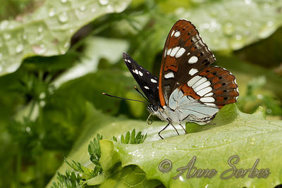 Limenitis reducta