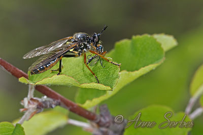Dioctria rufipes