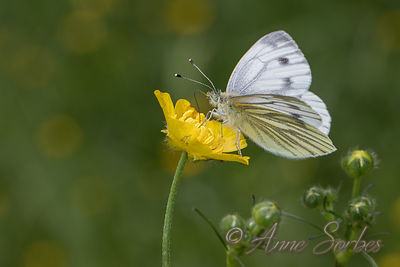Pieris napi