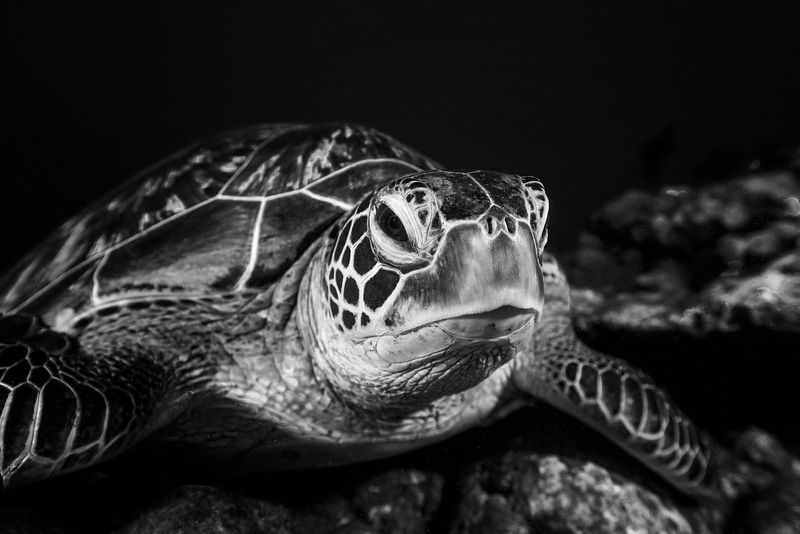 Tortue verte